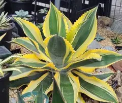 2026年最新】アガベ リップルエフェクトの人気アイテム - メルカリ