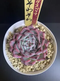 2026年最新】おらいさん苗 そわそわの人気アイテム - メルカリ