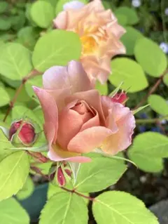 2026年最新】和バラの人気アイテム - メルカリ