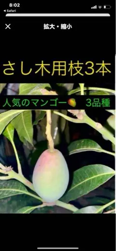 2026年最新】キーツマンゴー苗の人気アイテム - メルカリ