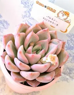 2026年最新】札付き 多肉植物の人気アイテム - メルカリ