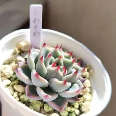 2026年最新】ミックスベリア そわそわの人気アイテム - メルカリ