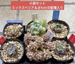 2026年最新】リンゼアナ×ざわわの人気アイテム - メルカリ