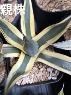 2026年最新】グレートホワイトシャーク アガベの人気アイテム - メルカリ