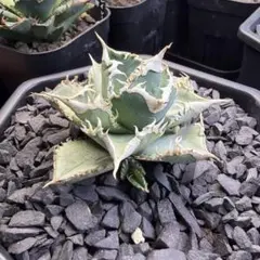 2026年最新】白豪刺の人気アイテム - メルカリ