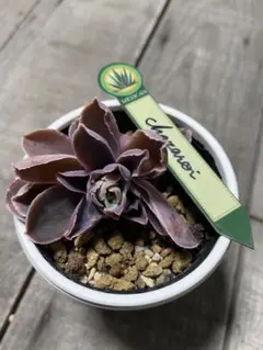 2026年最新】チャザロイの人気アイテム - メルカリ リクエスト出品