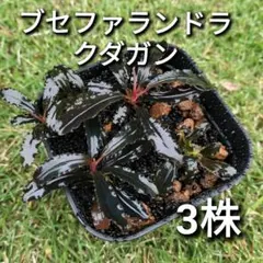 2026年最新】ブセファランドラ クダガンの人気アイテム - メルカリ