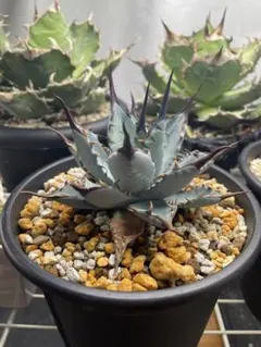 2026年最新】アガベ bb エボリスピナの人気アイテム - メルカリ