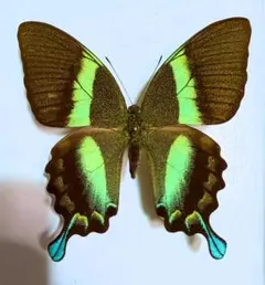 2026年最新】蝶の人気アイテム - メルカリ