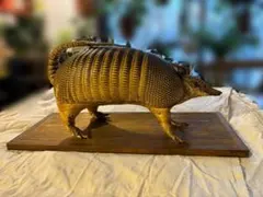 2026年最新】アルマジロ剥製の人気アイテム - メルカリ