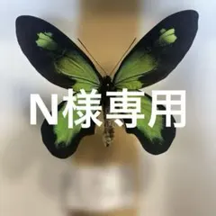 2026年最新】ビクトリアトリバネアゲハの人気アイテム - メルカリ