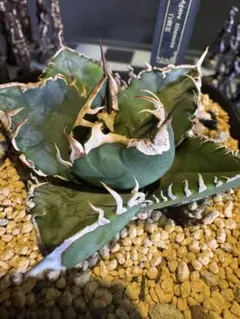 2026年最新】白幽霊 アガベの人気アイテム - メルカリ