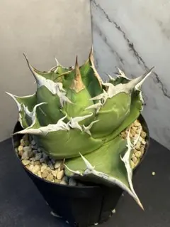 2026年最新】アガベ イランの人気アイテム - メルカリ