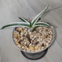 2026年最新】アガベ 笹の雪 氷山の人気アイテム - メルカリ