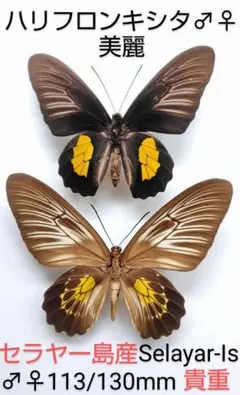 2026年最新】キシタアゲハの人気アイテム - メルカリ