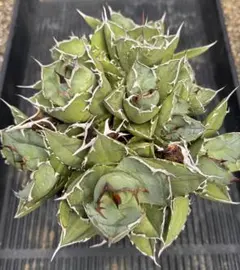 2026年最新】アガベ イラン株の人気アイテム - メルカリ