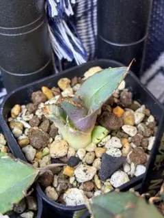 2026年最新】アカベ白犀牛の人気アイテム - メルカリ