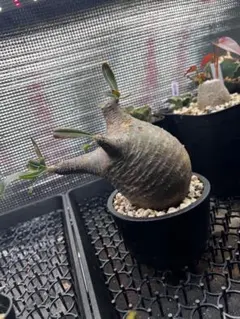 2026年最新】パキポディウムグラキリス 現地球の人気アイテム - メルカリ