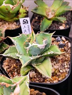 2026年最新】アガベ白豪刺の人気アイテム - メルカリ