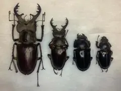 2026年最新】ミヤマクワガタ 標本の人気アイテム - メルカリ