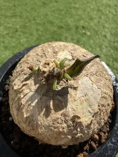 2026年最新】アデニア オバタの人気アイテム - メルカリ