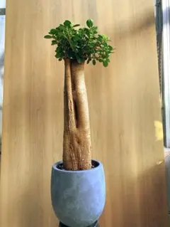 2026年最新】コパンダガジュマルの人気アイテム - メルカリ