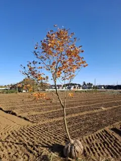 2026年最新】山採りアオハダの人気アイテム - メルカリ