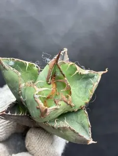 2026年最新】アガベ星空の人気アイテム - メルカリ