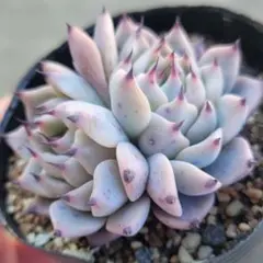 2026年最新】おらいさん苗 そわそわの人気アイテム - メルカリ