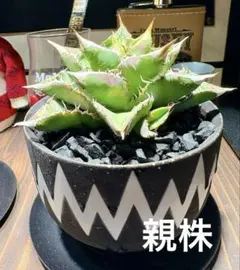 2026年最新】アガベ鰐亀の人気アイテム - メルカリ