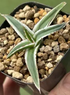 2026年最新】アガベ発根済みの人気アイテム - メルカリ