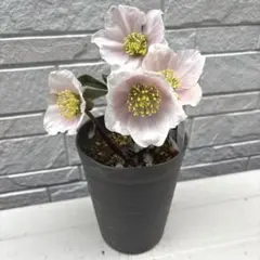 2026年最新】広瀬園芸の人気アイテム - メルカリ