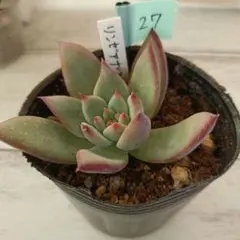 2026年最新】いとうぐりーんの人気アイテム - メルカリ