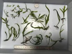 2026年最新】ミクロソリウムトライデントの人気アイテム - メルカリ