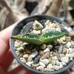 2026年最新】アガベ大白鯊の人気アイテム - メルカリ