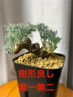 2026年最新】サルコカウロン ムルチフィズムの人気アイテム - メルカリ