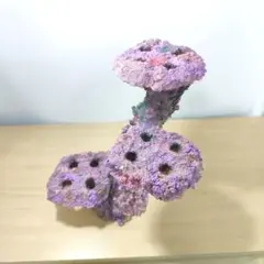 2026年最新】ライブロックレプリカの人気アイテム - メルカリ