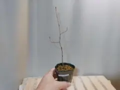 2026年最新】山採り ツツジの人気アイテム - メルカリ