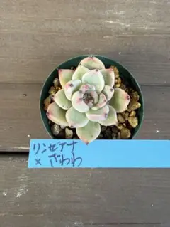 2026年最新】リンゼアナ×ざわわの人気アイテム - メルカリ