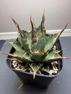 2026年最新】エボリスピナ bb ハイブリッドの人気アイテム - メルカリ