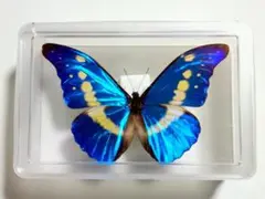 2026年最新】蝶標本 モルフォ蝶の人気アイテム - メルカリ