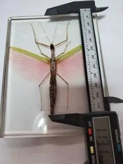 2026年最新】標本 ナナフシの人気アイテム - メルカリ