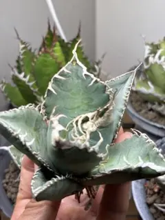 2026年最新】アガベ悪魔くんの人気アイテム - メルカリ