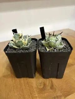 2026年最新】白鯨錦の人気アイテム - メルカリ