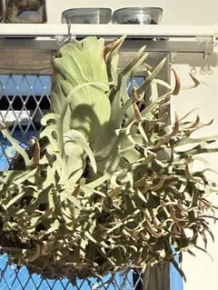 2026年最新】金童 ビカクシダの人気アイテム - メルカリ