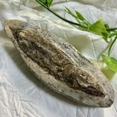 2026年最新】ラコレピスの人気アイテム - メルカリ