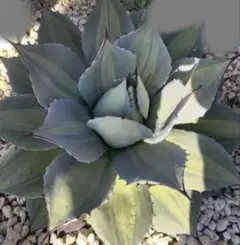 2026年最新】吉祥天錦の人気アイテム - メルカリ