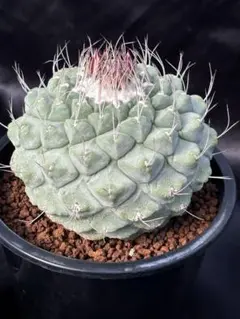 2026年最新】菊水の人気アイテム - メルカリ