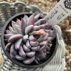 2026年最新】ザラゴーサ spノバの人気アイテム - メルカリ