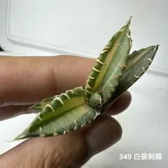 2026年最新】アガベ白豪刺の人気アイテム - メルカリ